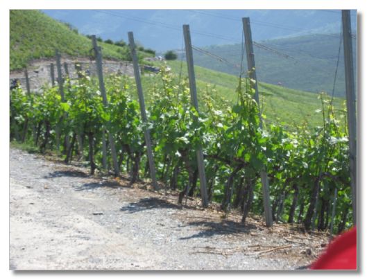 FRHLINGSAUSFAHRT VOM 13. MAI 2007 - STAMM OBERWALLIS