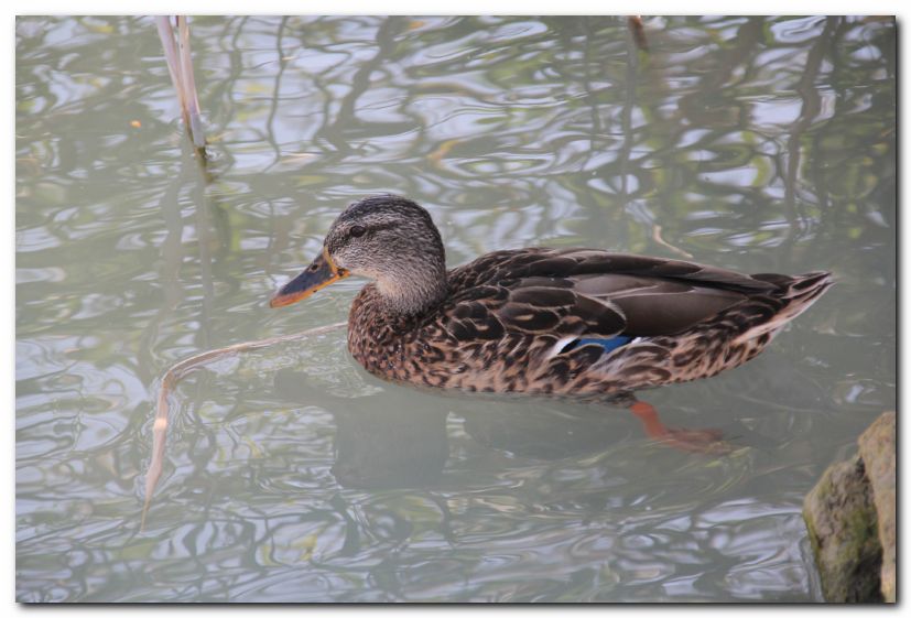 Besuch von Freunden in Ungarn 2015