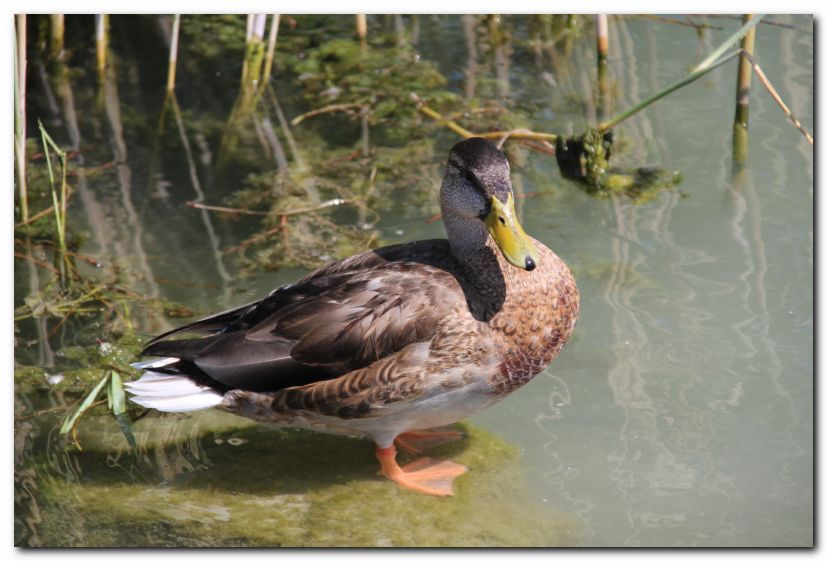 Besuch von Freunden in Ungarn 2015