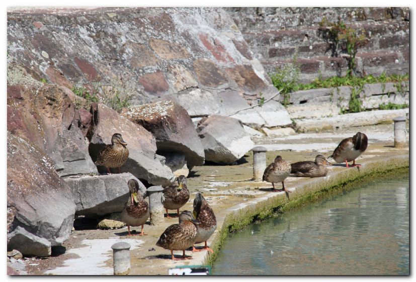 Besuch von Freunden in Ungarn 2015